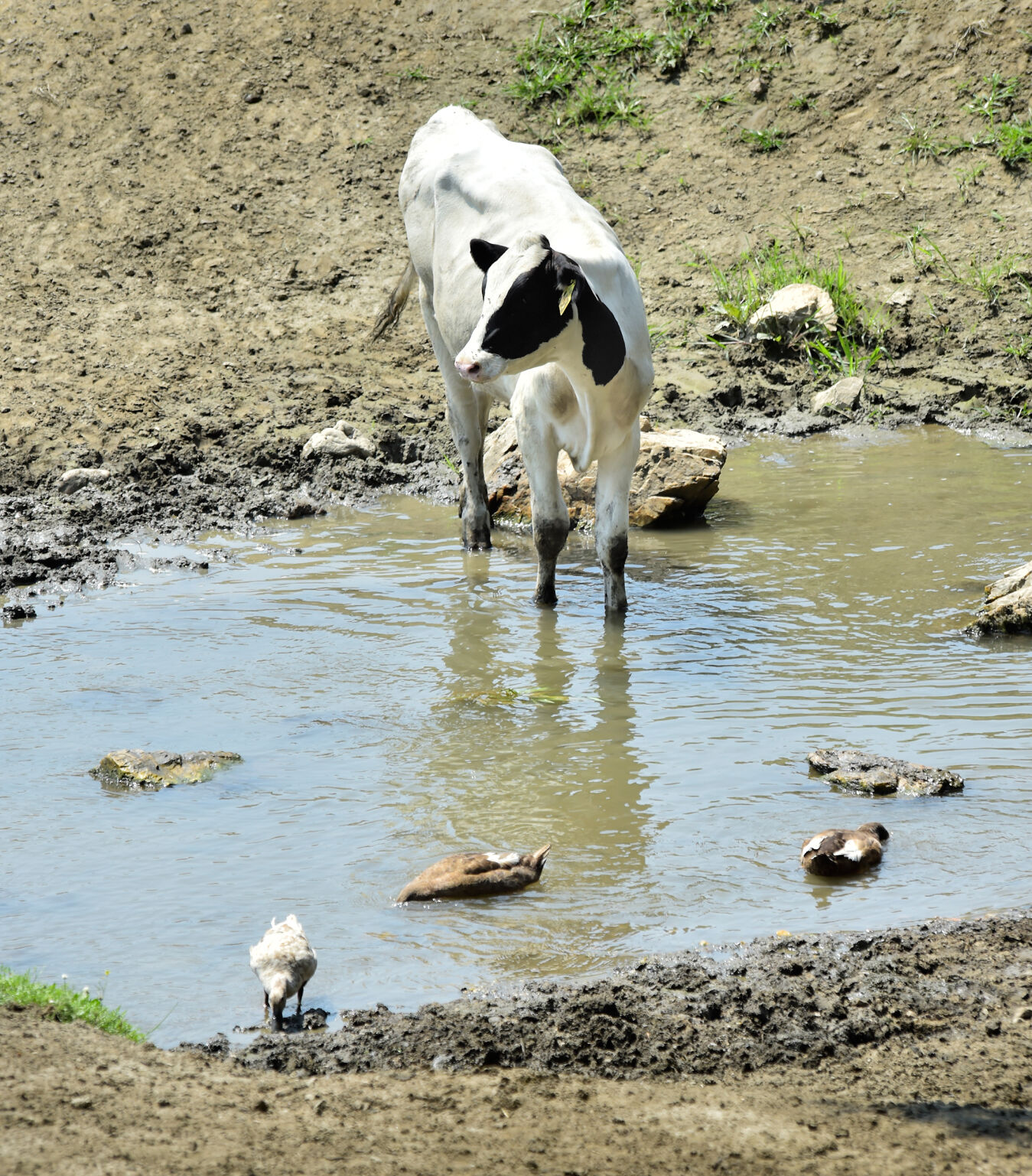 Hot Cows 4.jpg